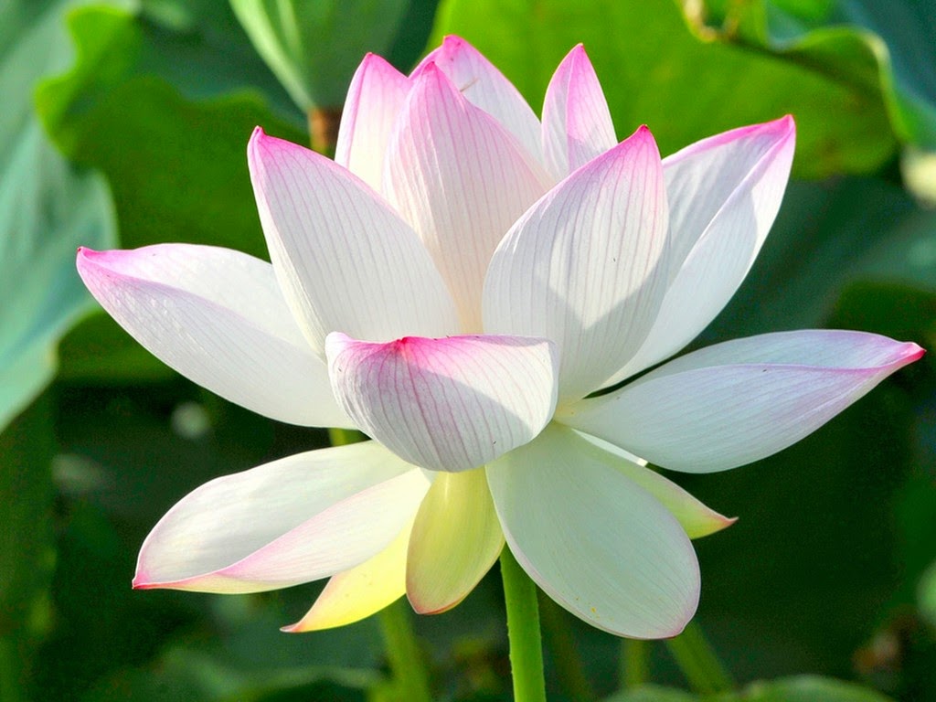 Hoà Thượng Tuyên Hoá